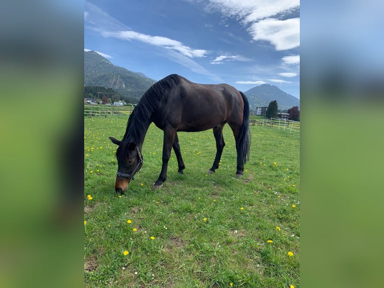 Rheinländer Castrone 13 Anni 180 cm Baio scuro in Reutte