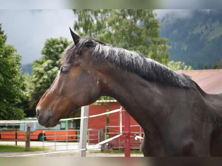 Rheinländer Castrone 13 Anni 180 cm Baio scuro in Reutte