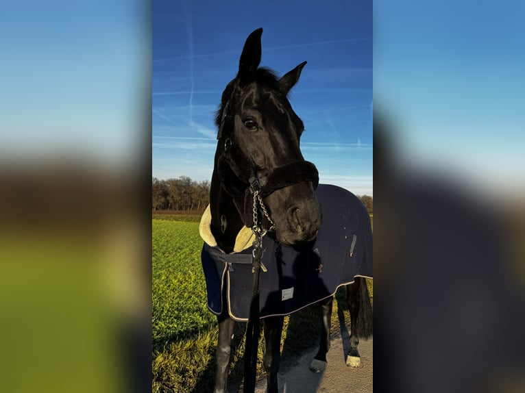 Rheinländer Castrone 13 Anni 180 cm Morello in Waldenbuch