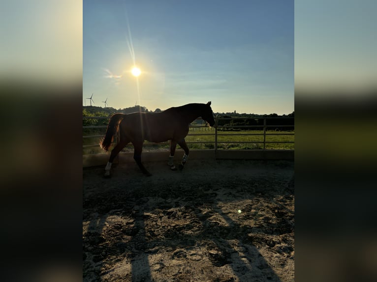 Rheinländer Castrone 13 Anni 185 cm Sauro in Aachen