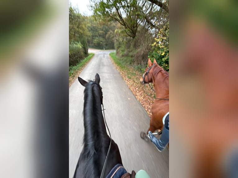 Rheinländer Castrone 13 Anni 185 cm Sauro in Aachen