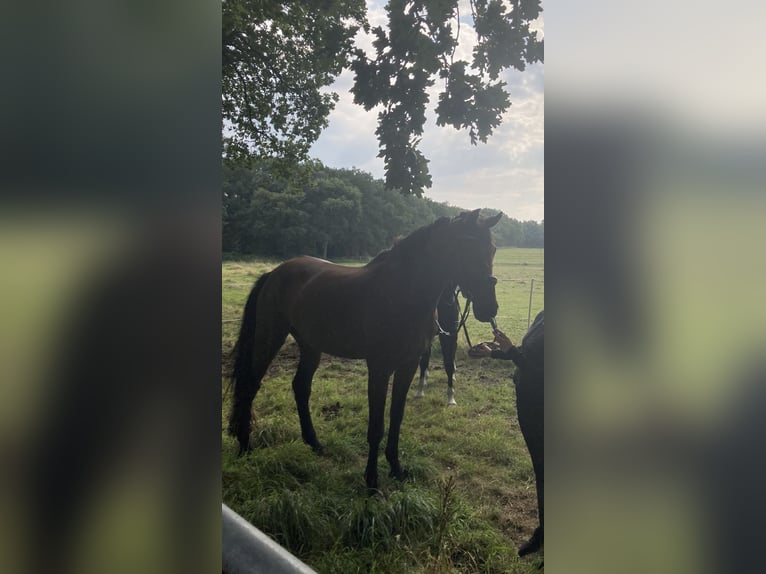 Rheinländer Castrone 13 Anni 187 cm Baio in Cuxhaven