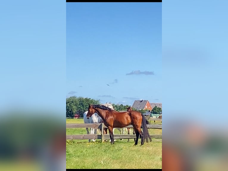 Rheinländer Castrone 13 Anni 187 cm Baio in Cuxhaven