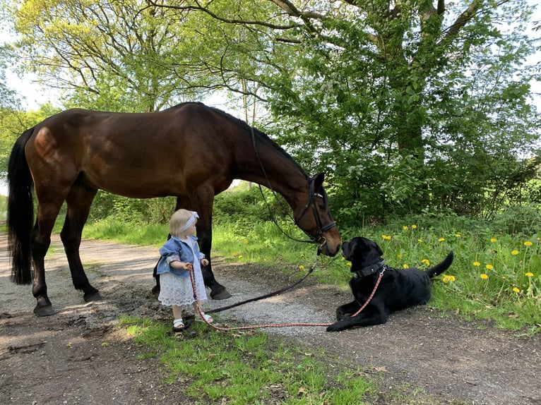 Rheinländer Castrone 13 Anni 187 cm Baio in Cuxhaven