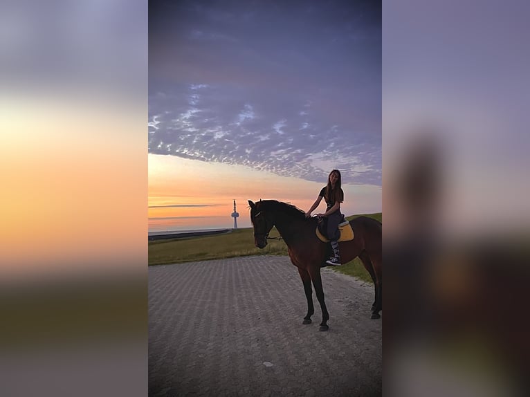 Rheinländer Castrone 13 Anni 187 cm Baio in Cuxhaven