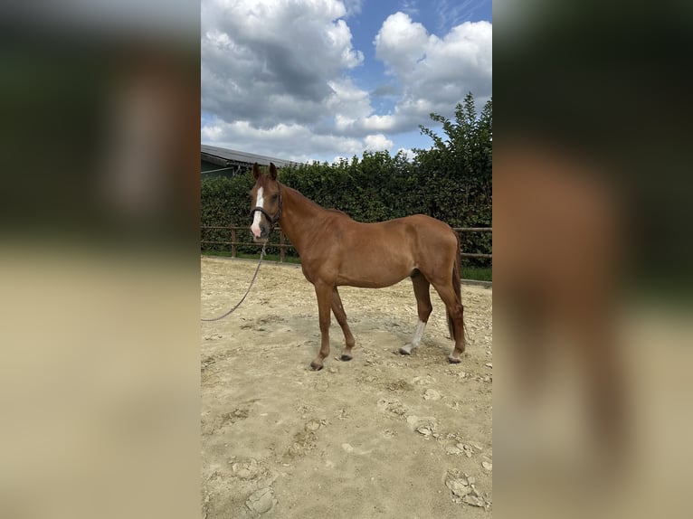 Rheinländer Castrone 14 Anni 165 cm Sauro scuro in Wesel