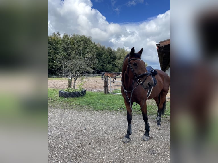 Rheinländer Castrone 14 Anni 168 cm Baio in Jülich