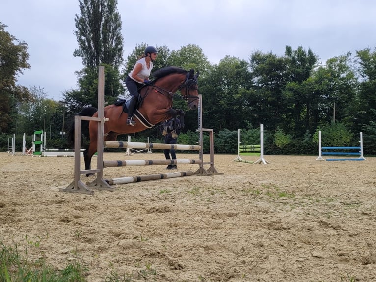 Rheinländer Castrone 14 Anni 168 cm Baio in Jülich