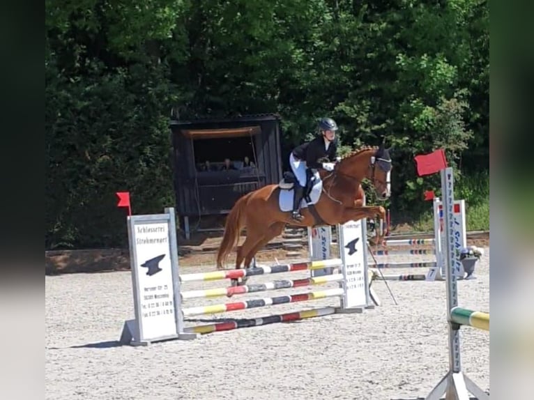 Rheinländer Castrone 14 Anni 168 cm Sauro in Zülpich