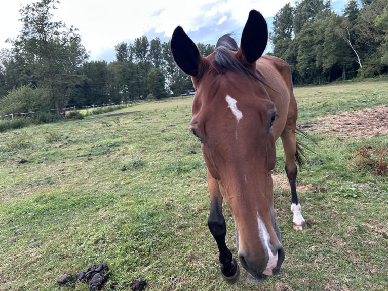 Rheinländer Castrone 14 Anni 170 cm Baio in Hamminkeln / Brünen