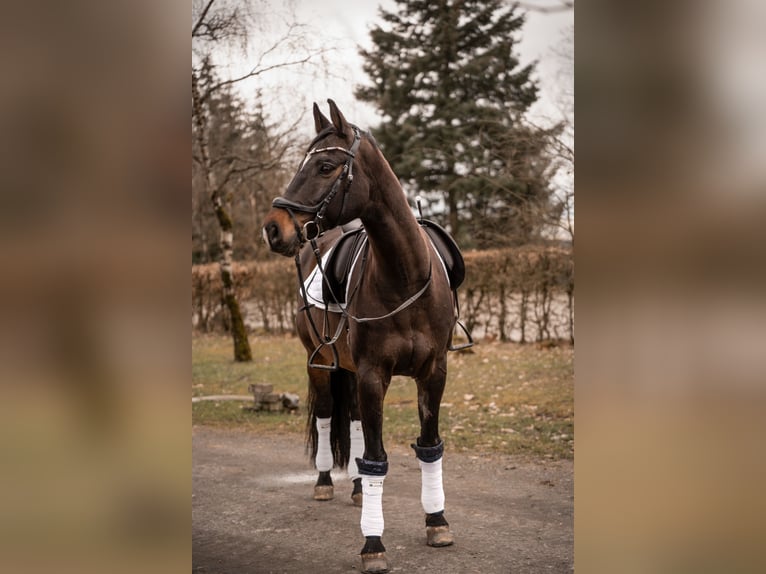 Rheinländer Castrone 14 Anni 170 cm Baio scuro in Cochem