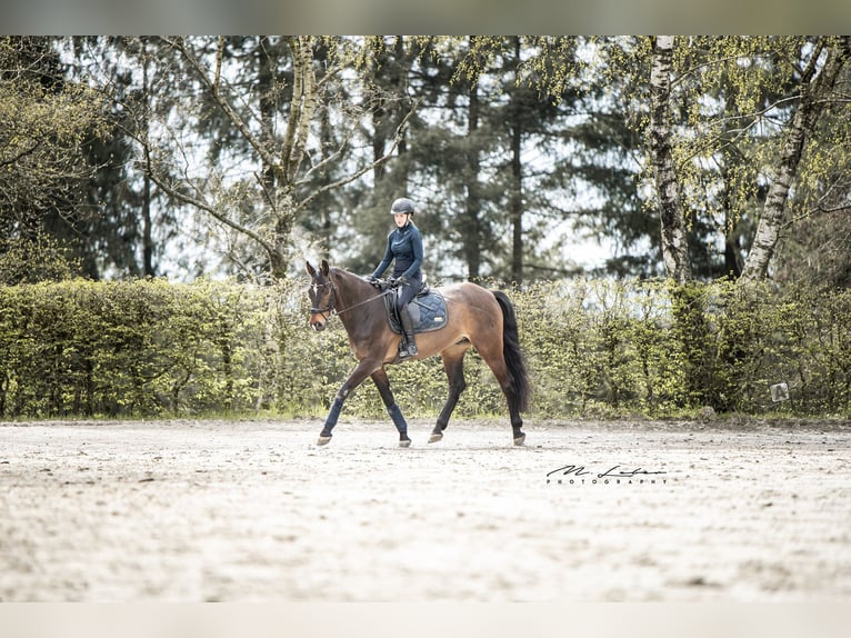 Rheinländer Castrone 14 Anni 170 cm Baio scuro in Cochem