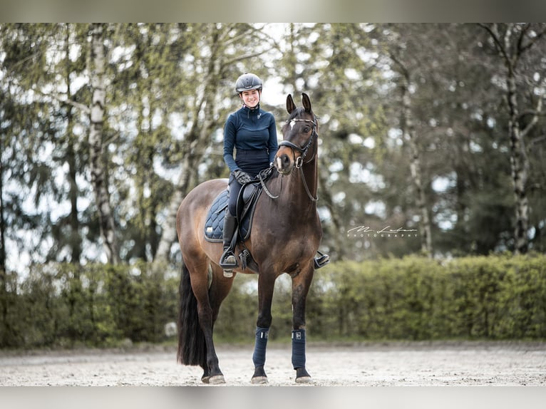 Rheinländer Castrone 14 Anni 170 cm Baio scuro in Cochem