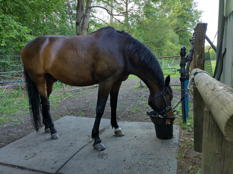 Rheinländer Castrone 14 Anni 172 cm Baio in Genthin