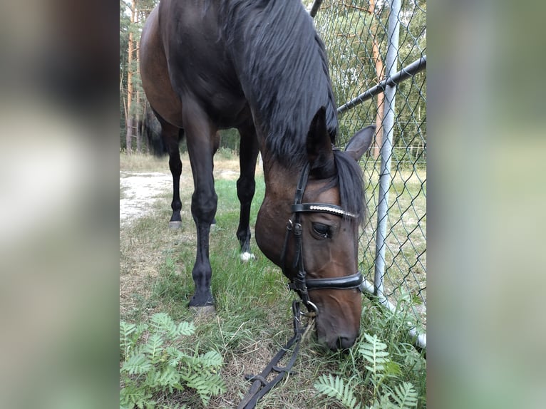 Rheinländer Castrone 14 Anni 172 cm Baio in Genthin