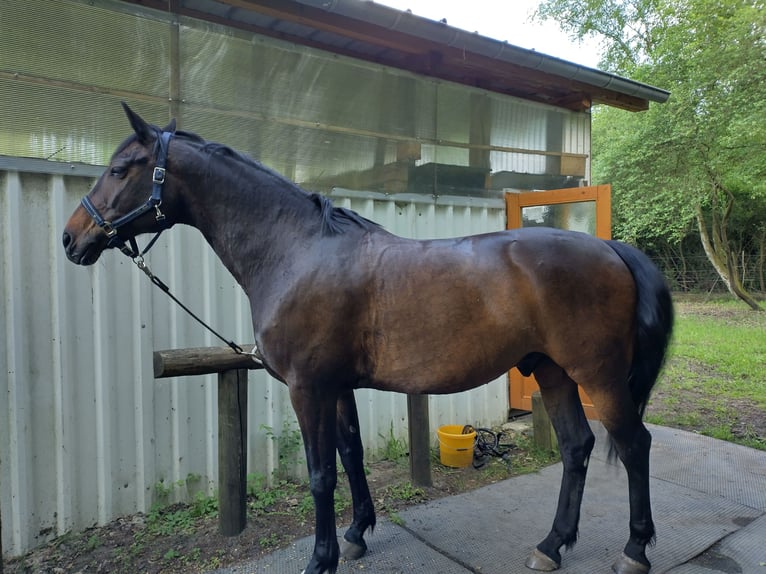 Rheinländer Castrone 14 Anni 172 cm Baio in Genthin