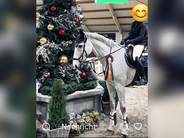 Rheinländer Castrone 14 Anni 172 cm Grigio in Wermelskirchen