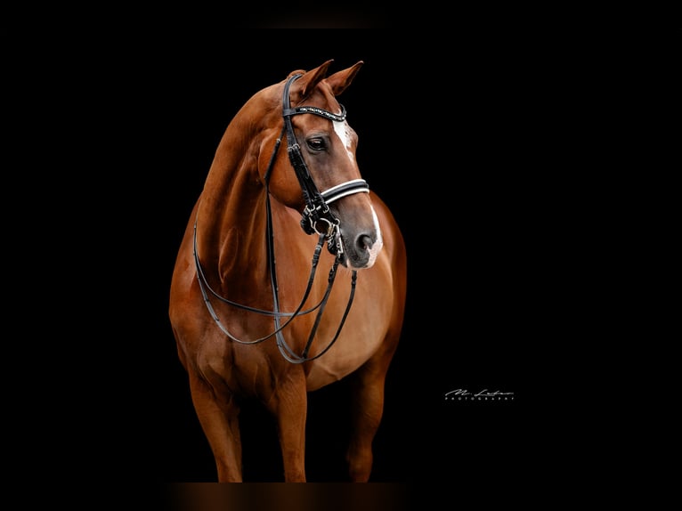 Rheinländer Castrone 14 Anni 172 cm Sauro in Mertloch