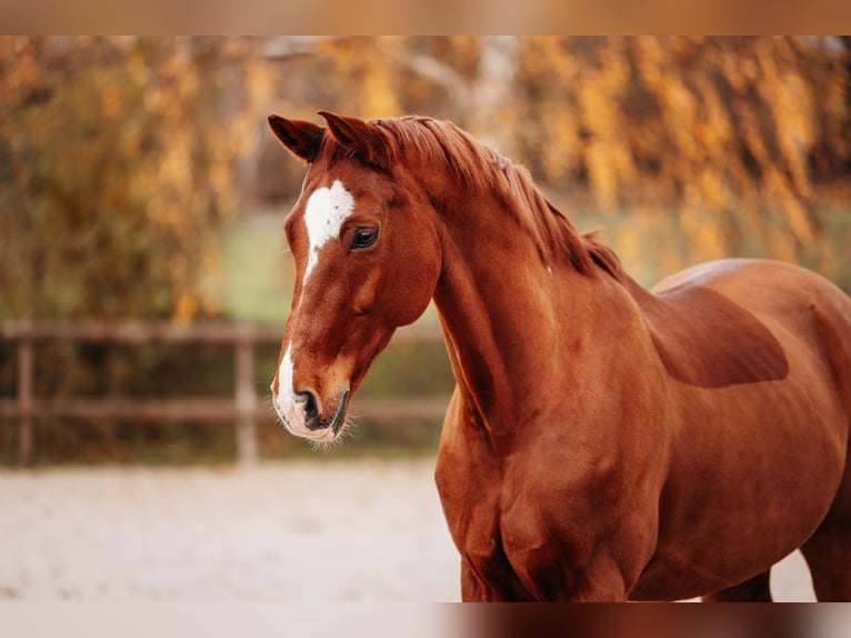 Rheinländer Castrone 14 Anni 172 cm Sauro in Mertloch