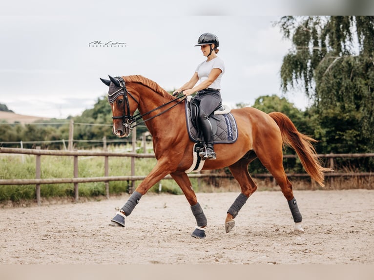Rheinländer Castrone 14 Anni 172 cm Sauro in Mertloch
