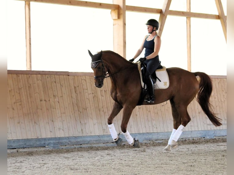 Rheinländer Castrone 14 Anni 172 cm Sauro in Neuwied