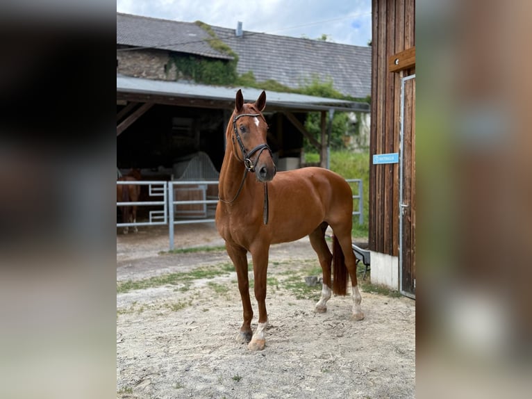 Rheinländer Castrone 14 Anni 172 cm Sauro in Neuwied