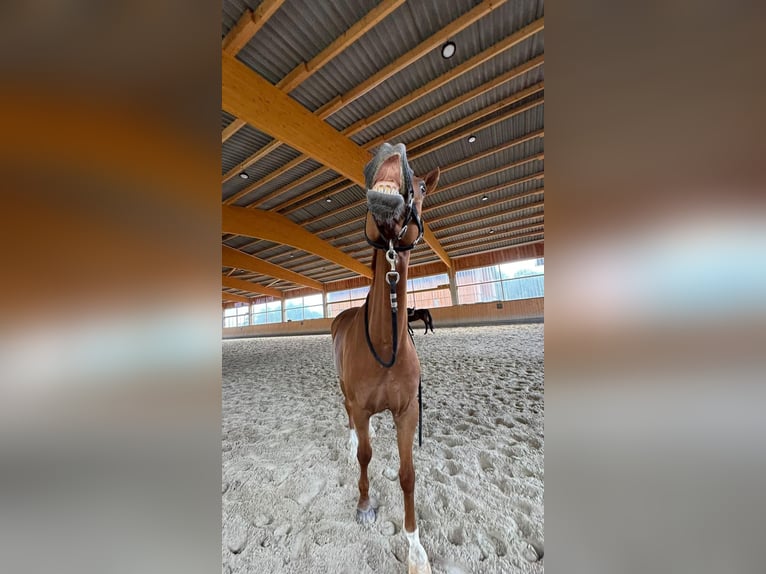 Rheinländer Castrone 14 Anni 172 cm Sauro in Neuwied