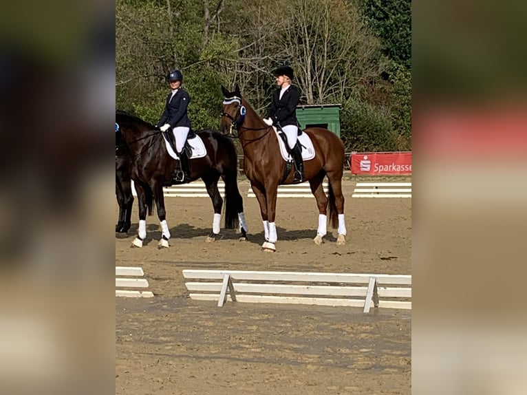 Rheinländer Castrone 14 Anni 172 cm Sauro in Neuwied