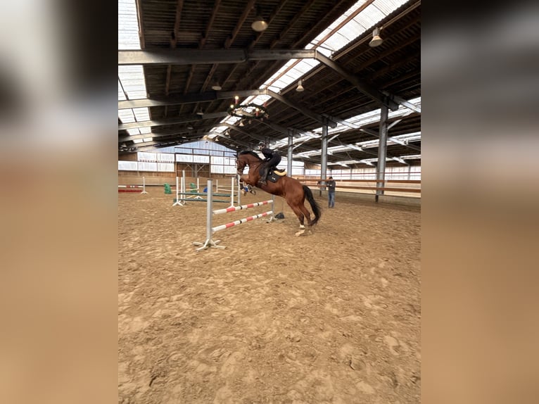 Rheinländer Castrone 14 Anni 174 cm Baio in Witten