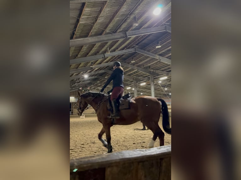 Rheinländer Castrone 14 Anni 174 cm Baio in Witten
