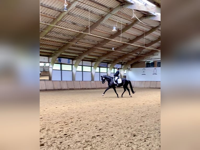 Rheinländer Castrone 14 Anni 174 cm Baio nero in Hagen