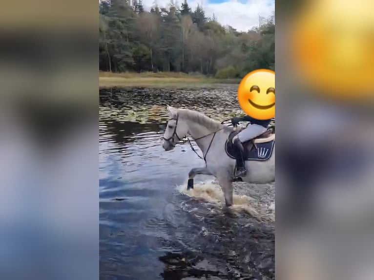 Rheinländer Castrone 14 Anni 174 cm Grigio in Wermelskirchen