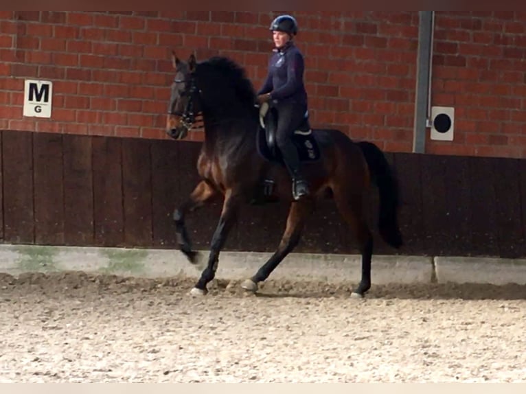 Rheinländer Castrone 14 Anni 175 cm Baio scuro in Reutlingen