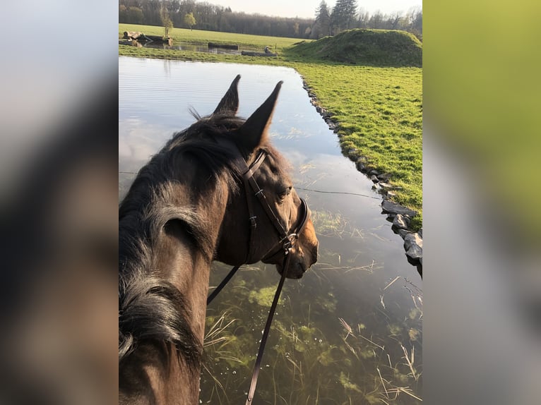 Rheinländer Castrone 14 Anni 175 cm Baio scuro in Reutlingen