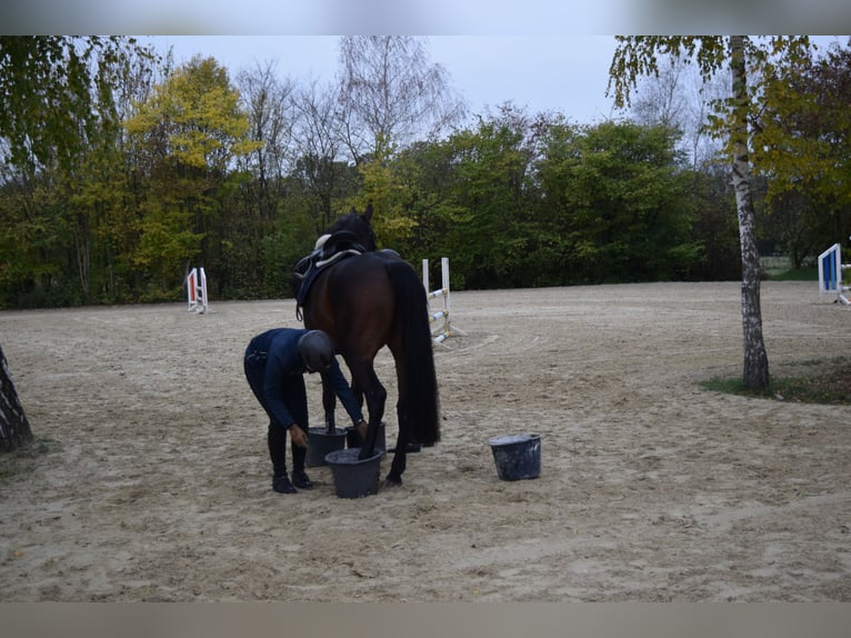 Rheinländer Castrone 14 Anni 175 cm Baio scuro in Reutlingen