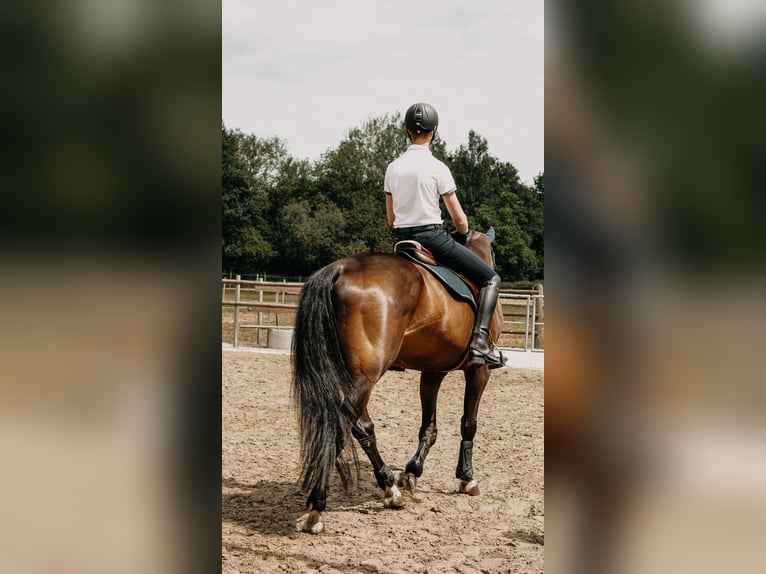 Rheinländer Castrone 14 Anni 178 cm Baio scuro in Wietmarschen