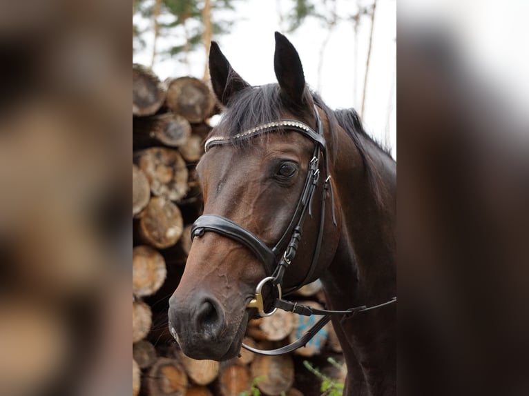 Rheinländer Castrone 15 Anni 172 cm Baio in Genthin