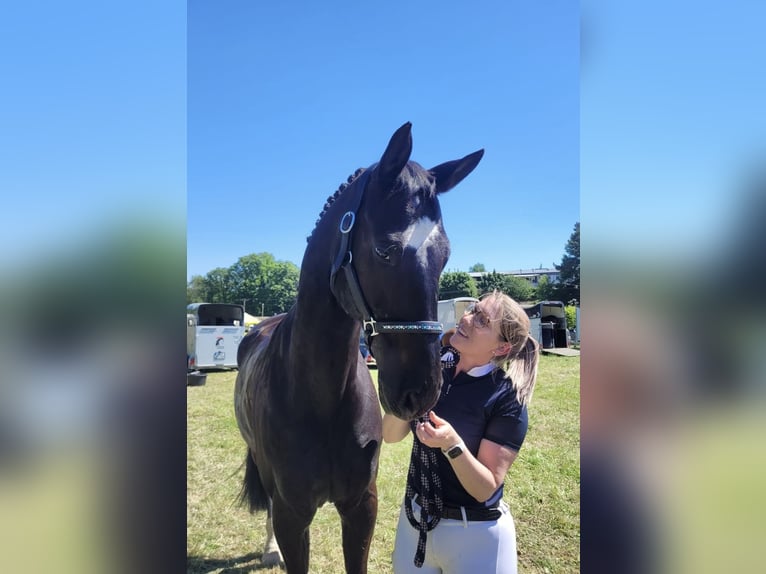 Rheinländer Castrone 15 Anni 172 cm Morello in Hünstetten