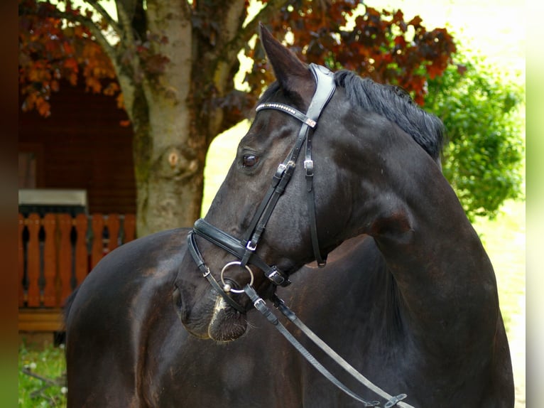 Rheinländer Castrone 15 Anni 172 cm Morello in Hünstetten