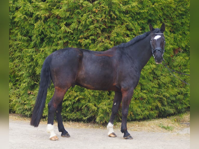 Rheinländer Castrone 15 Anni 172 cm Morello in Hünstetten