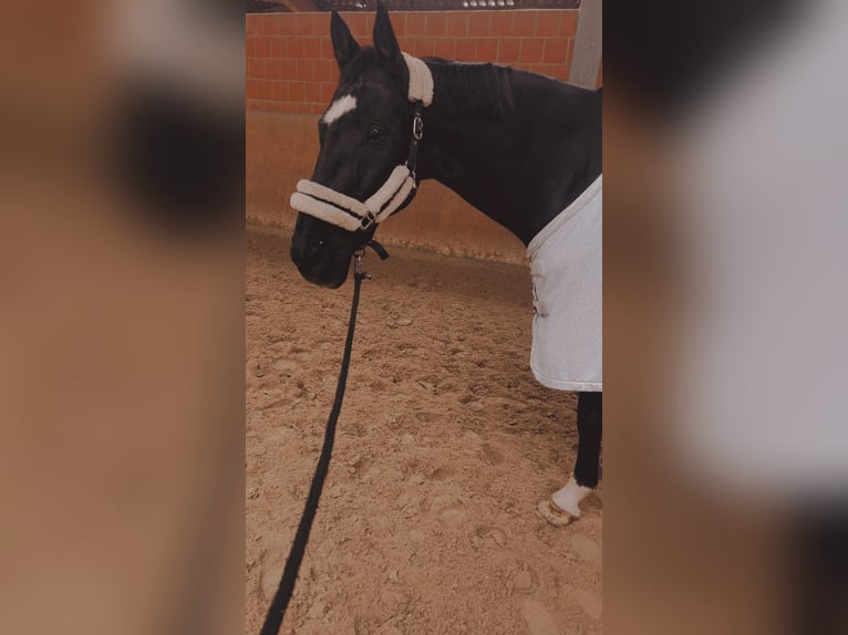 Rheinländer Castrone 15 Anni 172 cm Morello in Hünstetten