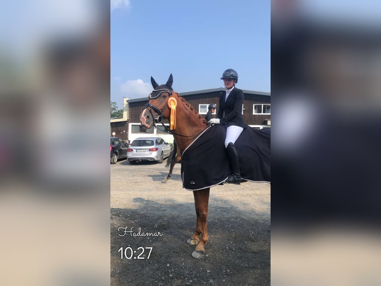 Rheinländer Castrone 15 Anni 172 cm Sauro in Mertloch