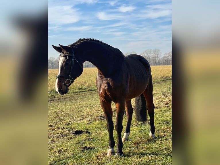 Rheinländer Castrone 15 Anni 178 cm Baio scuro in Wietmarschen