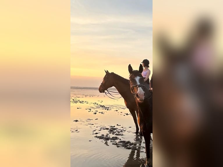 Rheinländer Castrone 15 Anni 187 cm Baio in Cuxhaven