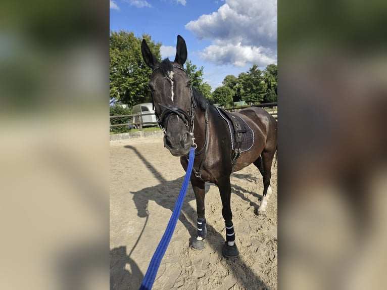 Rheinländer Castrone 16 Anni 158 cm Morello in Essen