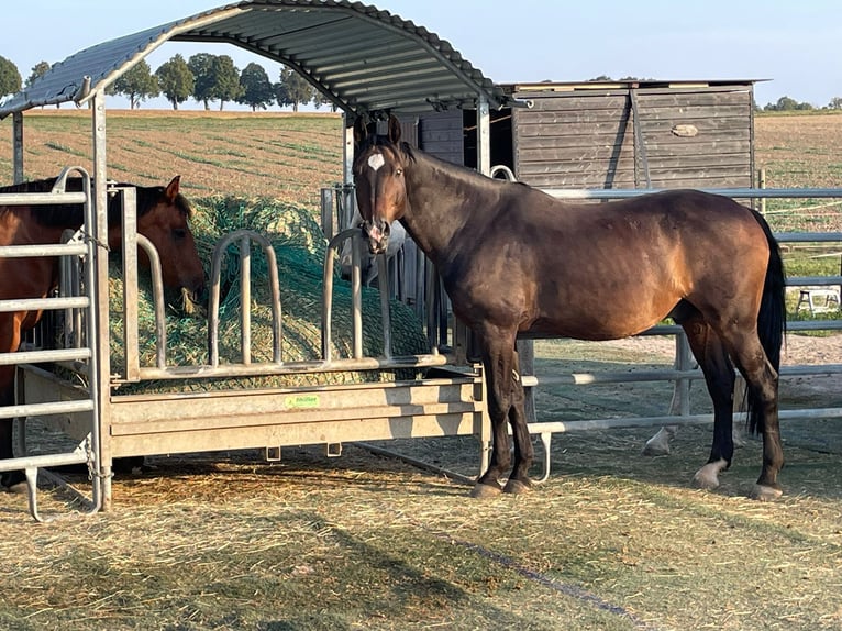 Rheinländer Castrone 16 Anni 163 cm Baio in Waldbrunn (Westerwald)