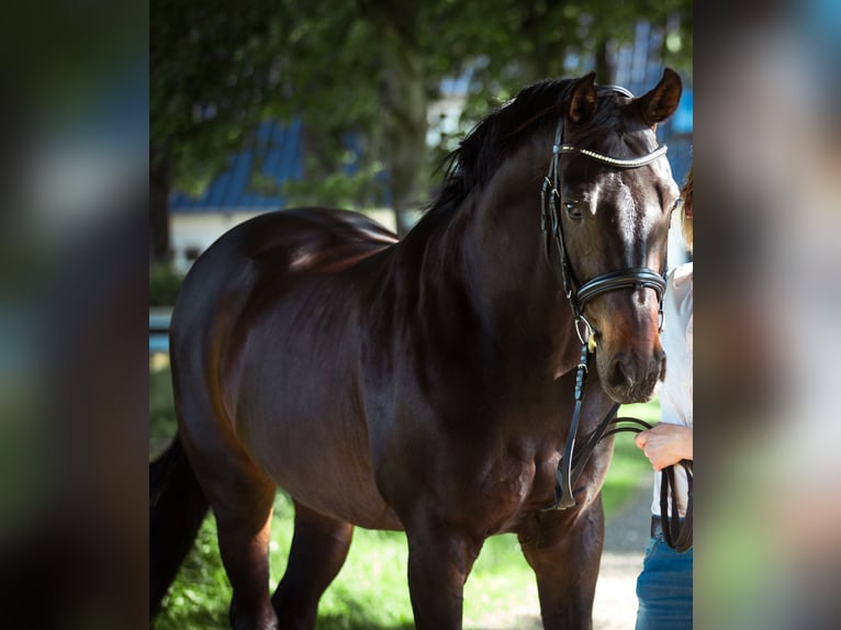 Rheinländer Castrone 16 Anni 165 cm Baio scuro in Medelby