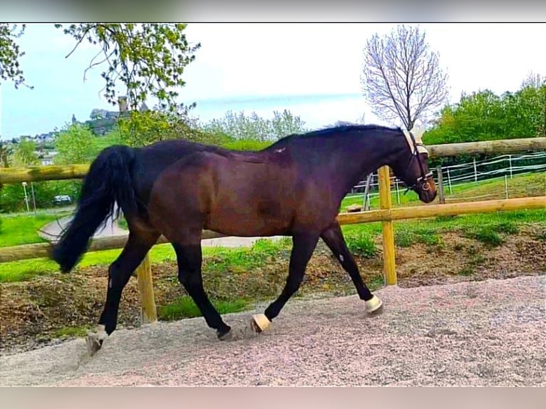 Rheinländer Castrone 16 Anni 168 cm Baio in Wettenberg