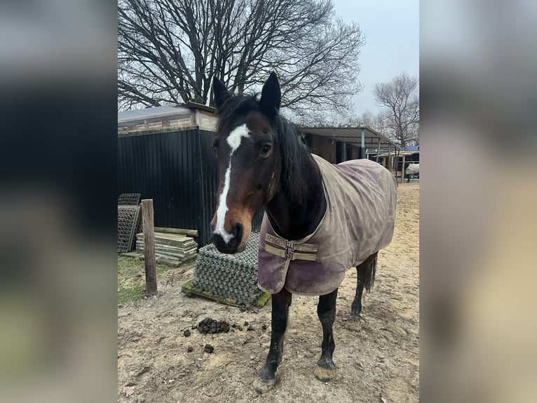 Rheinländer Castrone 17 Anni 160 cm Baio in Kaarst