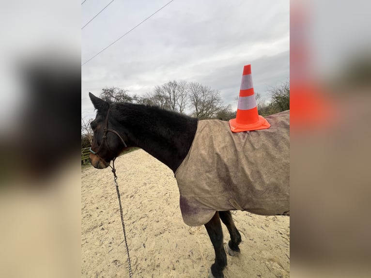 Rheinländer Castrone 17 Anni 160 cm Baio in Kaarst